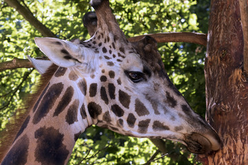 protected animals kept in a safari park