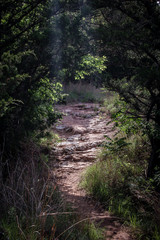 hidden among the branches