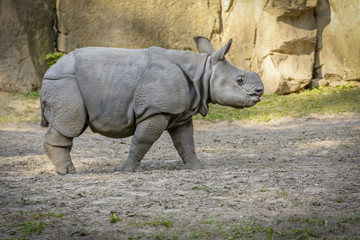 Obraz premium Puppy Rhinoceros Walk