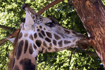 protected animals kept in a safari park