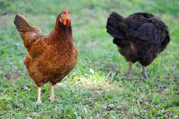 Chicken