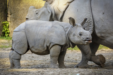 Fototapeta na wymiar Rhinoceros Family Walk
