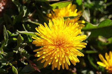Yelow flower