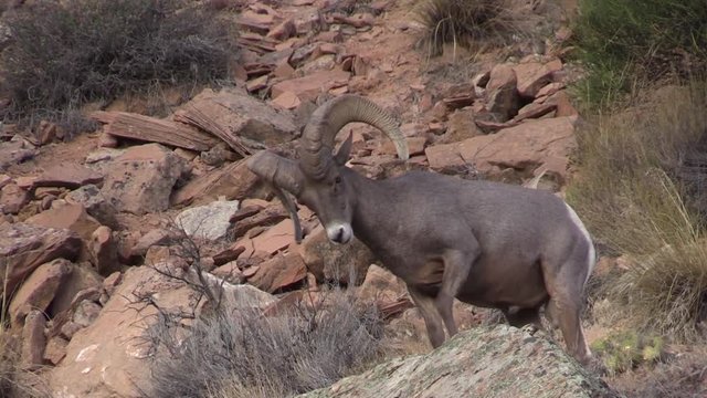 Desert Bighorn Sheep Ram
