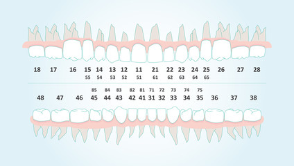 Dental row with number infographic illustration vector © Lycaon