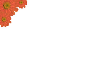 Orange cosmos isolate background