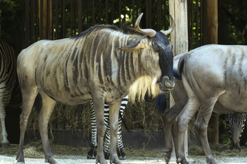 protected animals kept in a safari park