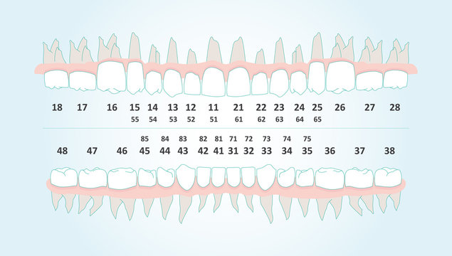 Dental row with number infographic illustration vector