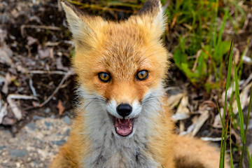 Young Ezo red fox .The photography place is Rausu, Hokkaido  prefecture Japan(Shiretoko Peninsula).