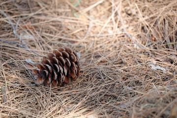 Pine cone