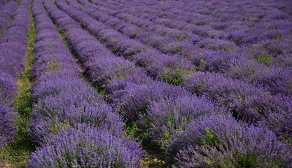 Fototapeta na wymiar Lavender in July