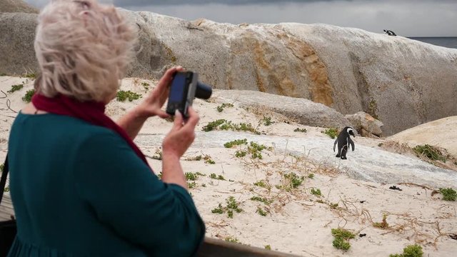 A woman photographs the penguins of Boulders Beach as they walk on the rocky shore.