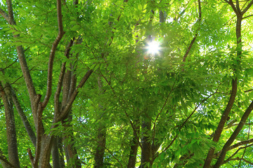Sunlight shining through the leaves