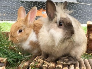 Hasenweibchen und Hasenmännchen © Biewer_Jürgen