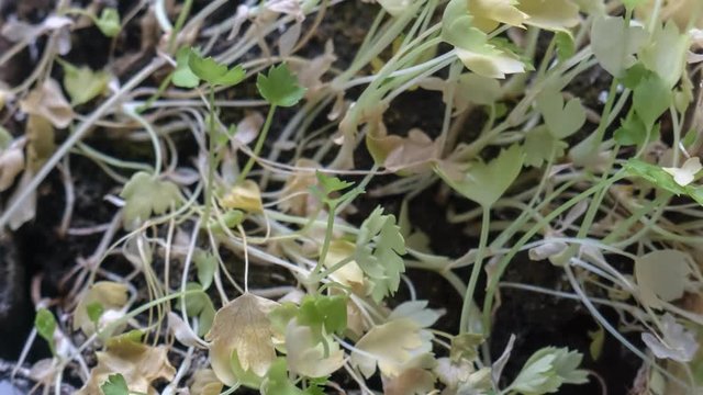green plant withers and springing to life 4K Time-lapse