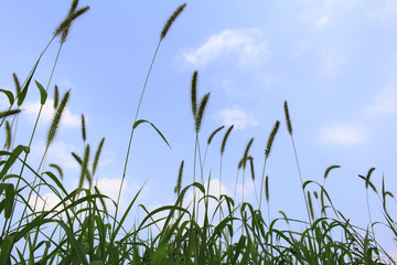 A hot summer sky and wild grass