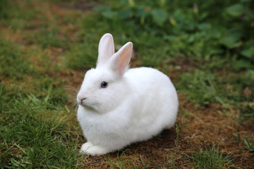 Weißes Kaninchen liegt  auf grünem Rasen