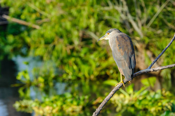 Black-crowned Night Heron (Nycticorax nycticorax) at edge of Lake Chapala Jocotopec, Jalisco, Mexico