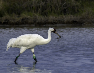 Obraz premium Whooping Crane with BLue Crab