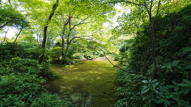 21 Best 京都府立保津峡自然公園 Images Stock Photos Vectors Adobe Stock