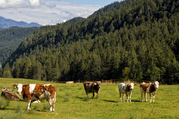 Fototapeta na wymiar Cow on pasture, Alps in background, Germany