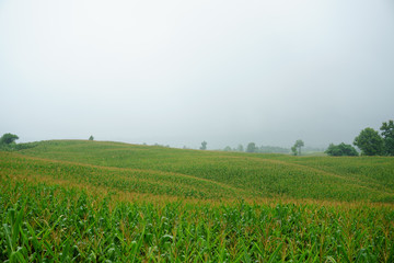 Fototapeta na wymiar Corn field in the rainy season, cloudy and foggy in the sky