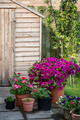Petunias, pansies and geraniums in a series of pots on a patio in front of a garden shed