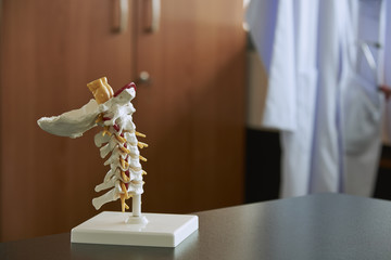 Cervical spine model in medical office