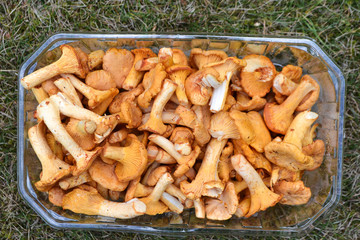 Chanterelle mushrooms from a forest