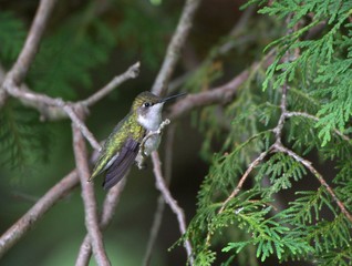Ruby Throat Humming bird on branch
