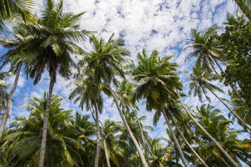 Fototapeta na wymiar Cocnut palm trees of Maldives