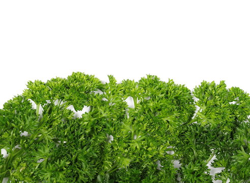 Fresh green parsley leaves isolated on white background, top view
