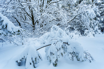 closeup winter scene, snowbound pine forest