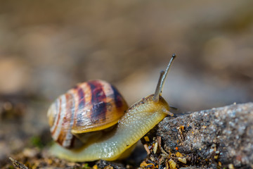 closeup grape snail crawl on the stone