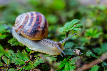 closeup grape snail crawl in a grass