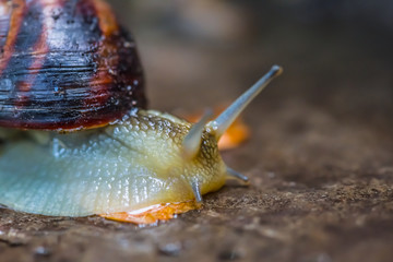 closeup grape snail crawl on the stone