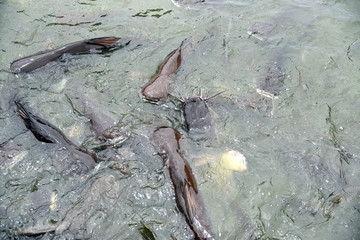 Iridescent shark, Striped catfish, Sutchi catfish, Pangasianodon hypophthalmus, Pangasiidae are scrambling to eat bread in muddy water. Splash water by iridescent shark in river temple area atThailand