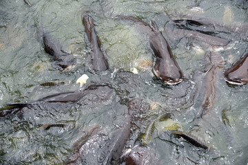 Iridescent shark, Striped catfish, Sutchi catfish, Pangasianodon hypophthalmus, Pangasiidae are scrambling to eat bread in muddy water. Splash water by iridescent shark in river temple area atThailand