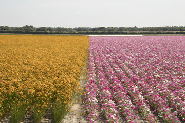 Fototapeta na wymiar Cut flower fields in Agricultural landscape of Philipsland,