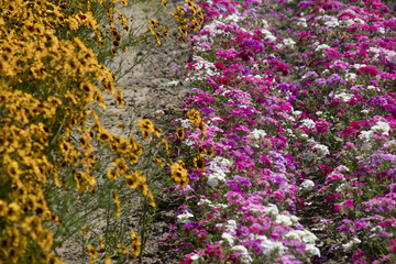 Cut flower fields in Agricultural landscape of Philipsland,