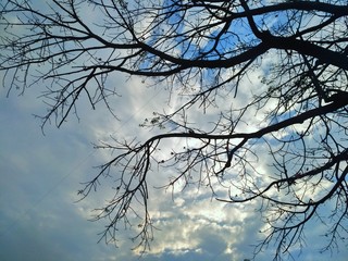 Sky And Tree