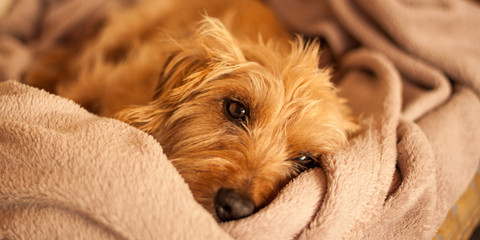 Süßer Hund