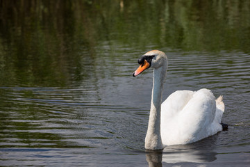 Obraz premium Beautiful swan paddling in the river at Newport wetlands in south Wales, UK