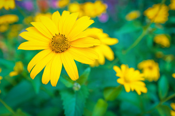 Beautiful yellow marigold flower close-up, soft focus, blurred background