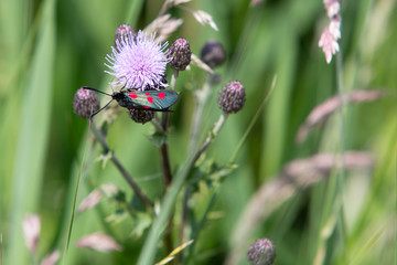 The six-spot burnet (Zygaena filipendulae) which is a day-flying moth of the family Zygaenidae,...
