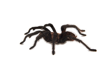 Tarantula against a white background -  San Juan Cosala, Jalisco, Mexico