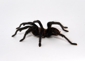 Tarantula against a white background -  San Juan Cosala, Jalisco, Mexico