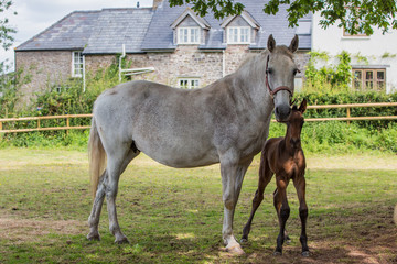 Mare and foal in a small village near Usk in south Wales, UK