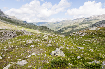 Susch, Flüela, Flüelapass, Passstrasse, Passhöhe, Flüelatal, Wanderweg, Alpenkräuter,...