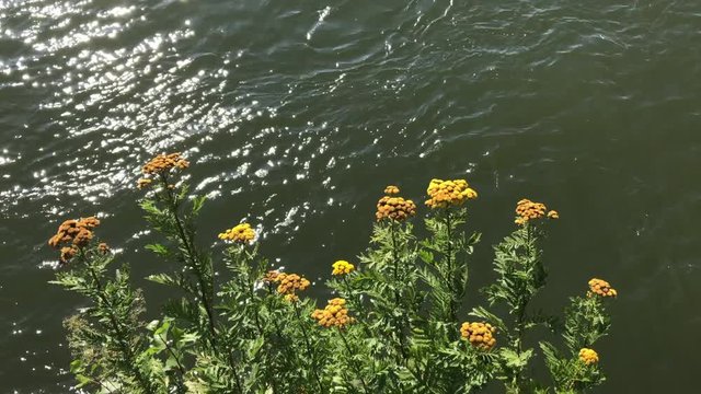 Yellow summer flowers by the rhine river. Cologne, Germany.